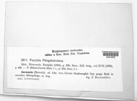 Puccinia caricina image
